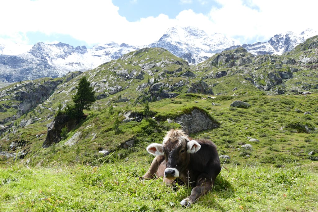 A serene cow resting in the lush alpine meadows of Landeck, Tirol, Austria with breathtaking mountain views.