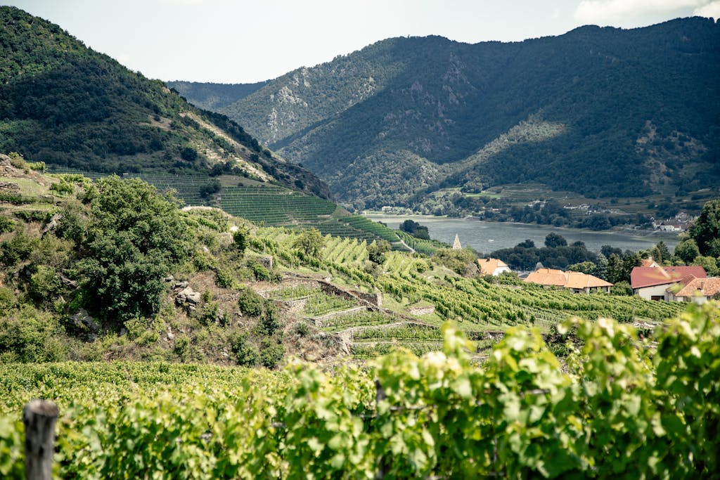 Beautiful panoramic view of vineyards in the Wachau Valley, featuring green terraces and distant mountains.