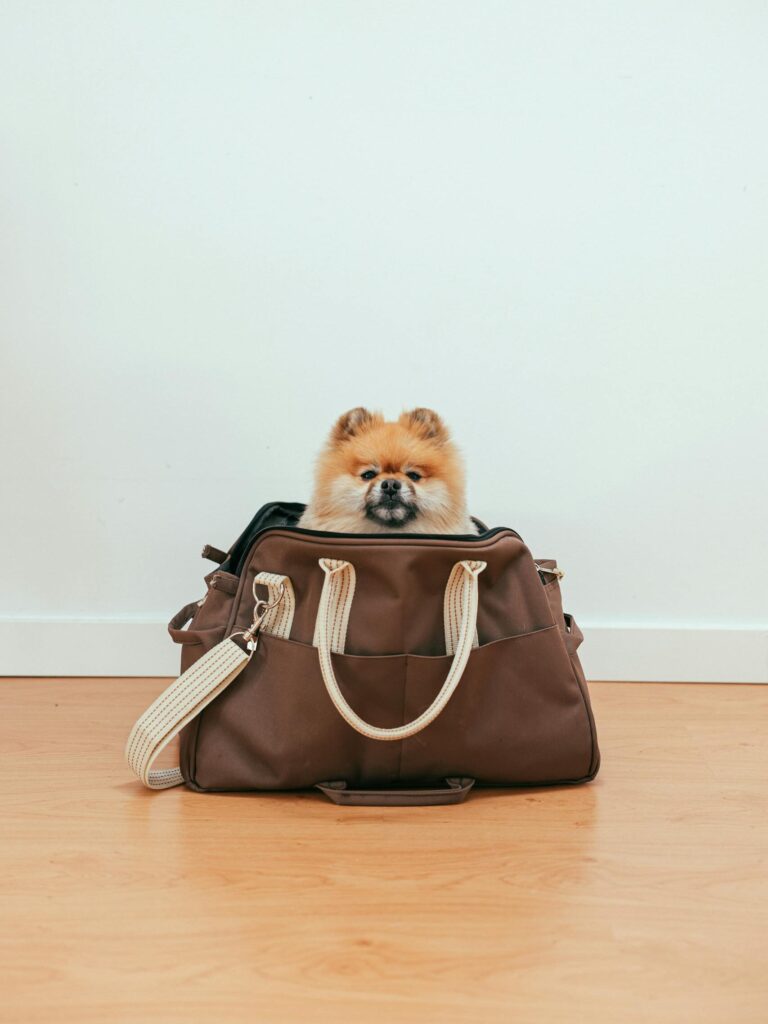 Cute Pomeranian resting in a stylish travel bag indoors on a wooden floor.