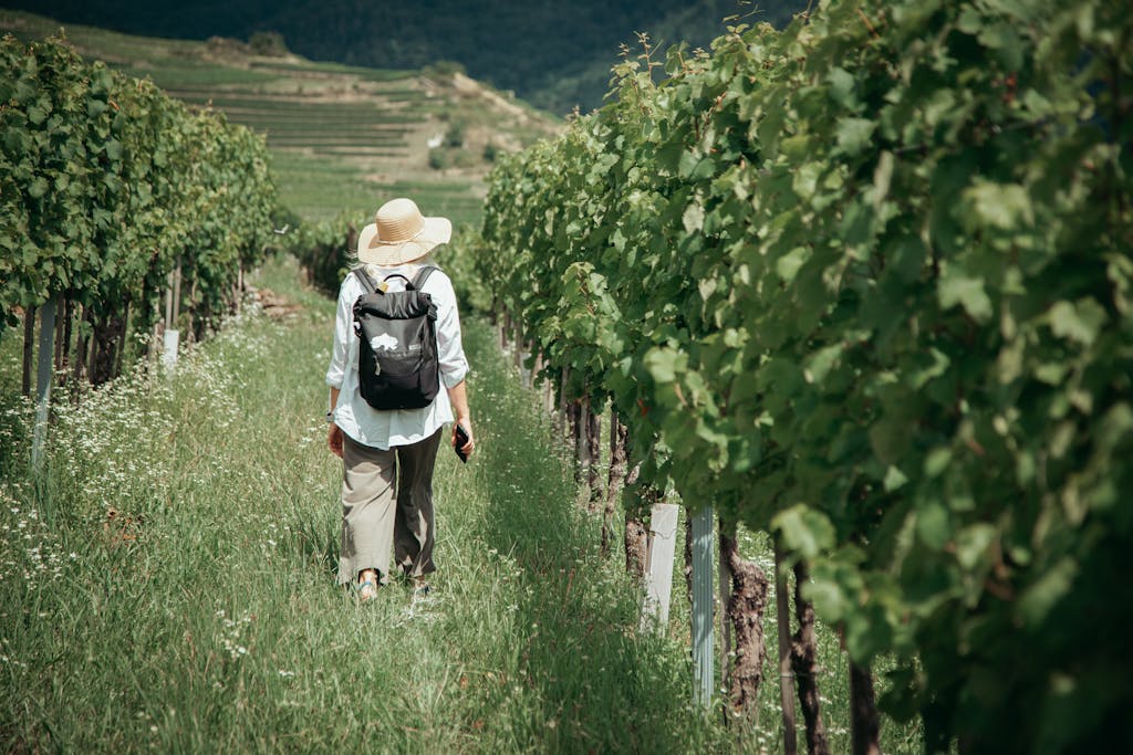 A woman with a hat and backpack walks through vibrant vineyard rows on a sunny day.